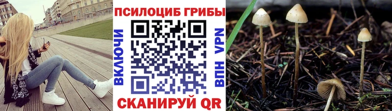 blacksprut сайт  Калининград  Псилоцибиновые грибы GOLDEN TEACHER 